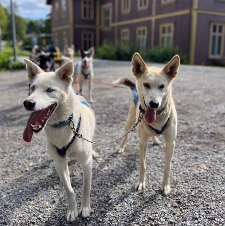 Hundekjøring som teambuilding